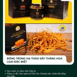 Đông trùng hạ thảo sấy thăng hoa loại đặc biệt