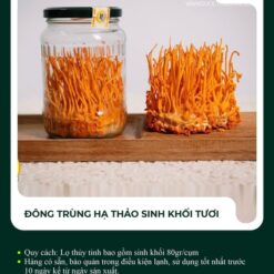 Đông trùng hạ thảo sinh khối tươi
