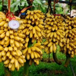 Chuối ngự Đại Hoàng