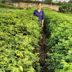 Rau An Toàn Phù Vân