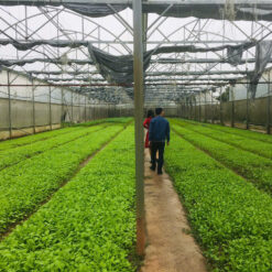 Rau An Toàn Bảo An